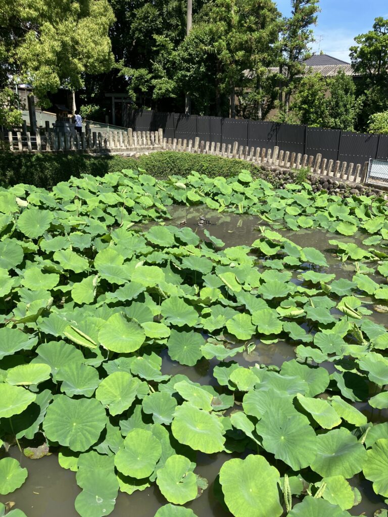 Lotus-covered pond at Kasadera Kannon temple in Nagoya
